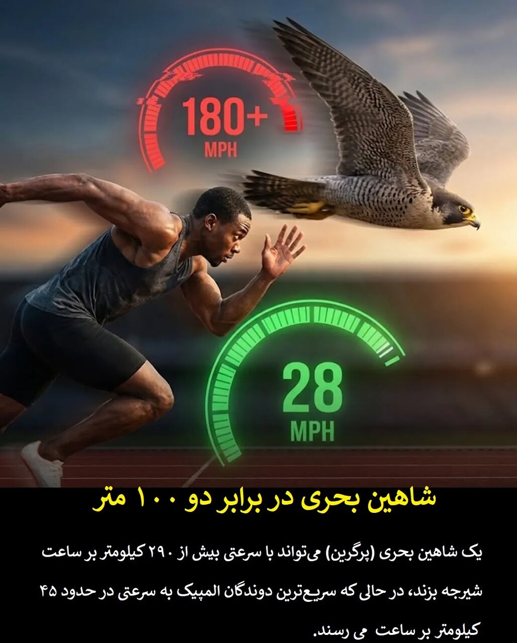 چرا قهرمانان المپیک در برابر حیوانات معمولی شانسی ندارند؟