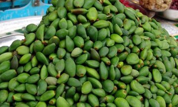 چغاله بادام فارس؛از نوبرانه بهاری تا صادرات به کردستان عراق