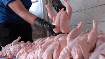 توزیع ۲۷۷ تن گوشت مرغ گرم در لرستان در راستای تنظیم بازار
