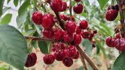 آغاز برداشت گیلاس گلخانه‌ای در چهارمحال و بختیاری