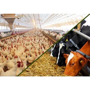 چرخ تولیدات دامی در مازندران با قوت می چرخد