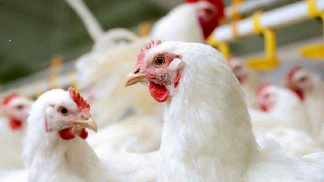 تضمین تداوم تولید طیور در فارس با تجهیزات برق اضطراری
