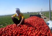 جدیدترین خبر دریاره ذخایر سیب‌زمینی، پیاز و گوجه/ قیمت گوجه‌فرنگی اعلام شد