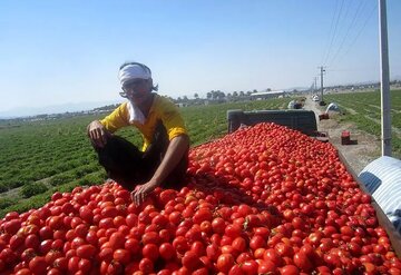جدیدترین خبر دریاره ذخایر سیب‌زمینی، پیاز و گوجه/ قیمت گوجه‌فرنگی اعلام شد