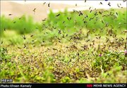 ببینید | اعلام وضعیت خطر بدلیل حمله زنبورهای وحشی به برخی مناطق در اسراییل