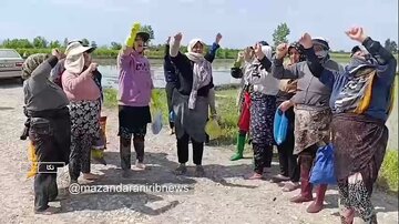 ببینید | خط و نشان کشاورزان مازندرانی برای ترامپ