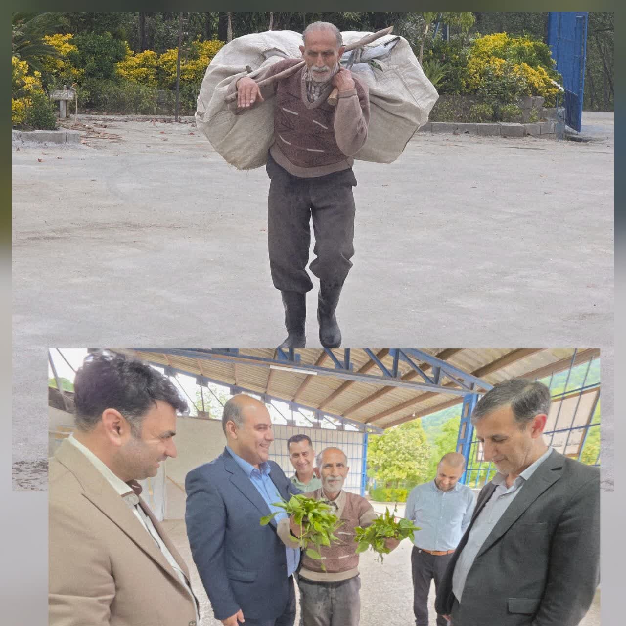 فرماندار لنگرود در گفتگو با خبرآنلاین خبر دادجایگاه ویژه لنگروددر تولید وتجارت چای کشوراست