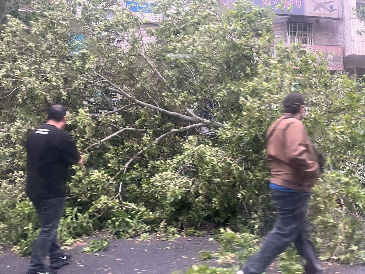 تصویری از سقوط چند درخت در بلوار کشاورز تهران، در پی وزش شدید باد