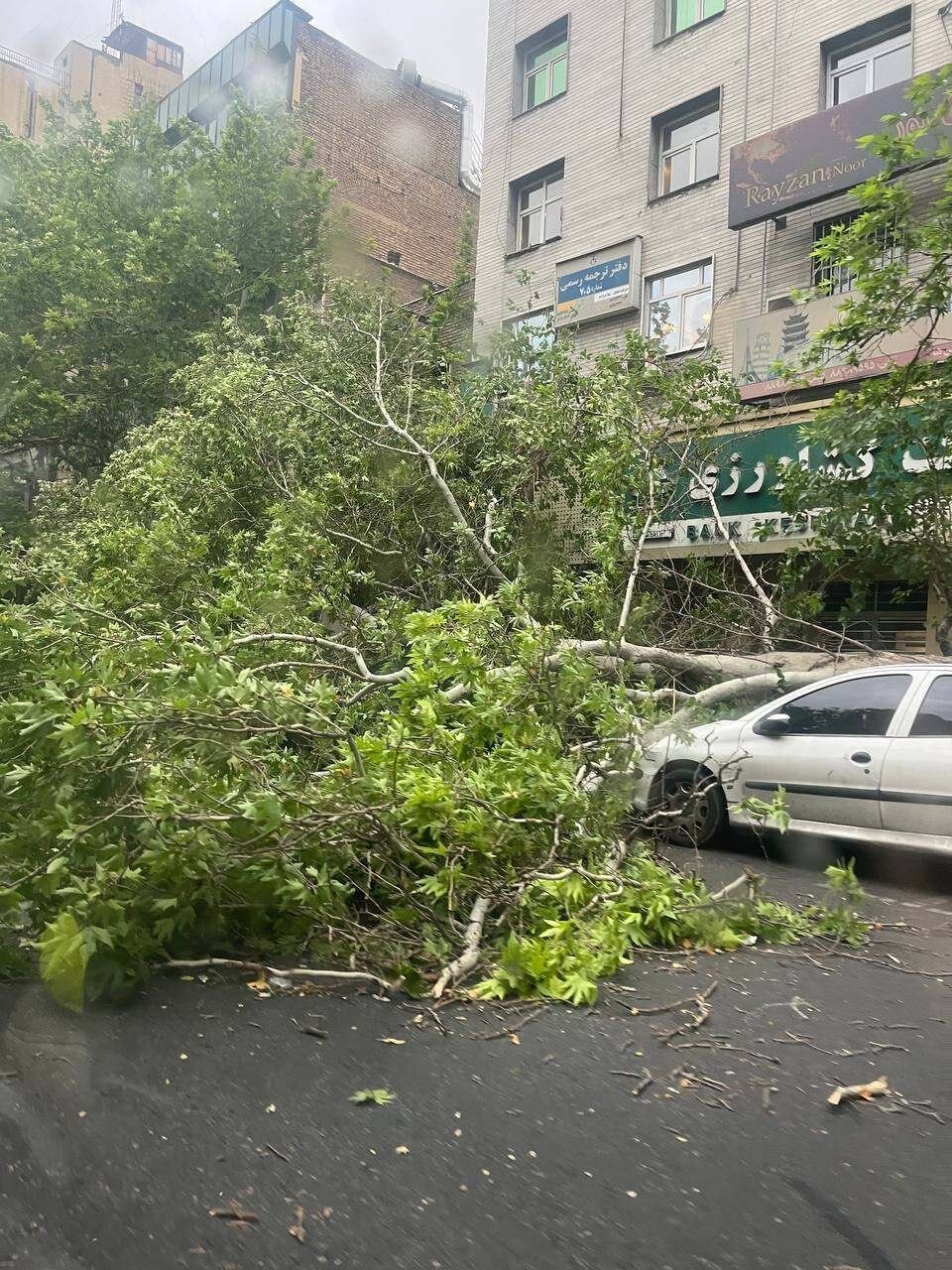 تصویری از سقوط چند درخت در بلوار کشاورز تهران، در پی وزش شدید باد
