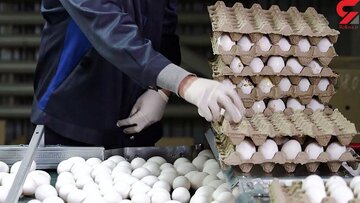 قیمت هر شانه تخم مرغ اعلام شد/ تا پایان اردیبهشت قیمت تخم‌مرغ چه تغییری می‌کند؟
