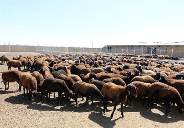 قیمت جدید دام زنده امروز ۹ اردیبهشت ۱۴۰۵/ گوسفند و گوساله چند شد؟ + جدول