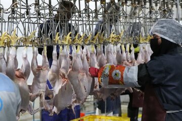 احیای کشتارگاه لارستان با اشتغالزایی ۴۰۰نفر