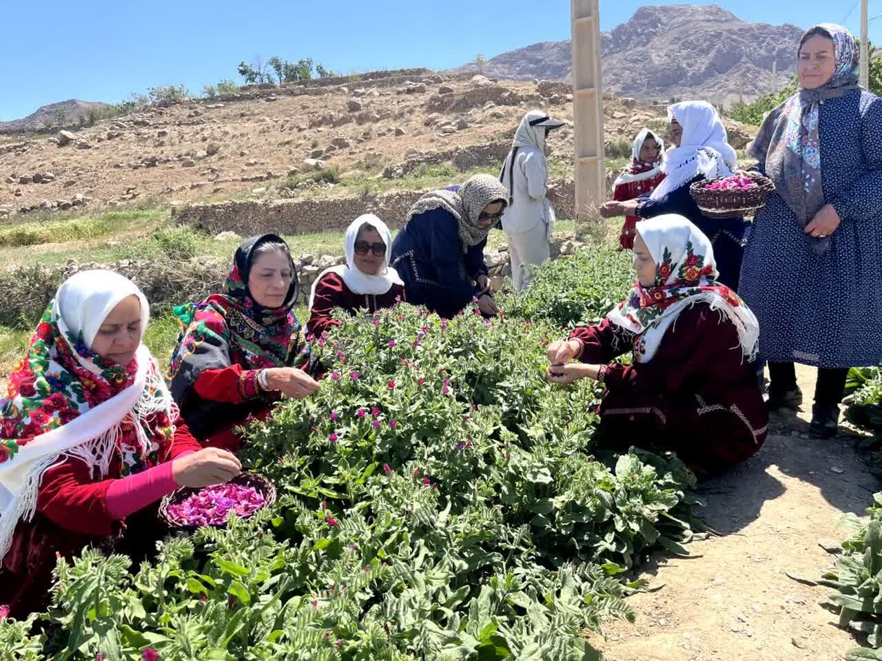 آغاز فصل برداشت گل گاوزبان در قلعه بالای شاهرود