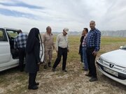 پنجمین سال مقابله با ملخ مراکشی در تالاب پریشان فارس