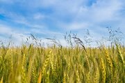 پیش‌بینی تولید ۱۲۵هزار تن جو در قزوین
