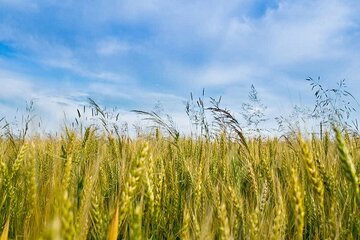 پیش‌بینی تولید ۱۲۵هزار تن جو در قزوین