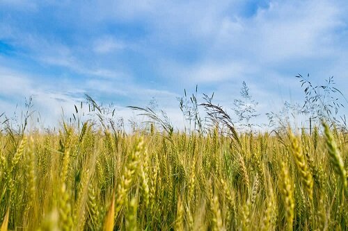 پیش‌بینی تولید ۱۲۵هزار تن جو در قزوین