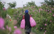 از گلاب‌گیری تا پرسه زدن در دشت‌های بهاری؛ اردیبهشت کجا برویم؟/ ۹ مقصد جذاب برای سفر یک‌روزه/ راهنمای سفرهای بهاری نزدیک تهران
