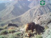 ببینید | غذا خوردن عقاب در ارتفاعات زیبای منطقه جبالبارز در کرمان