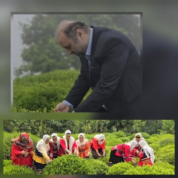 فرماندار املش خبر داد:املش بالغ بر ۲۲ درصد از چای کل کشور را تولید می‌کند