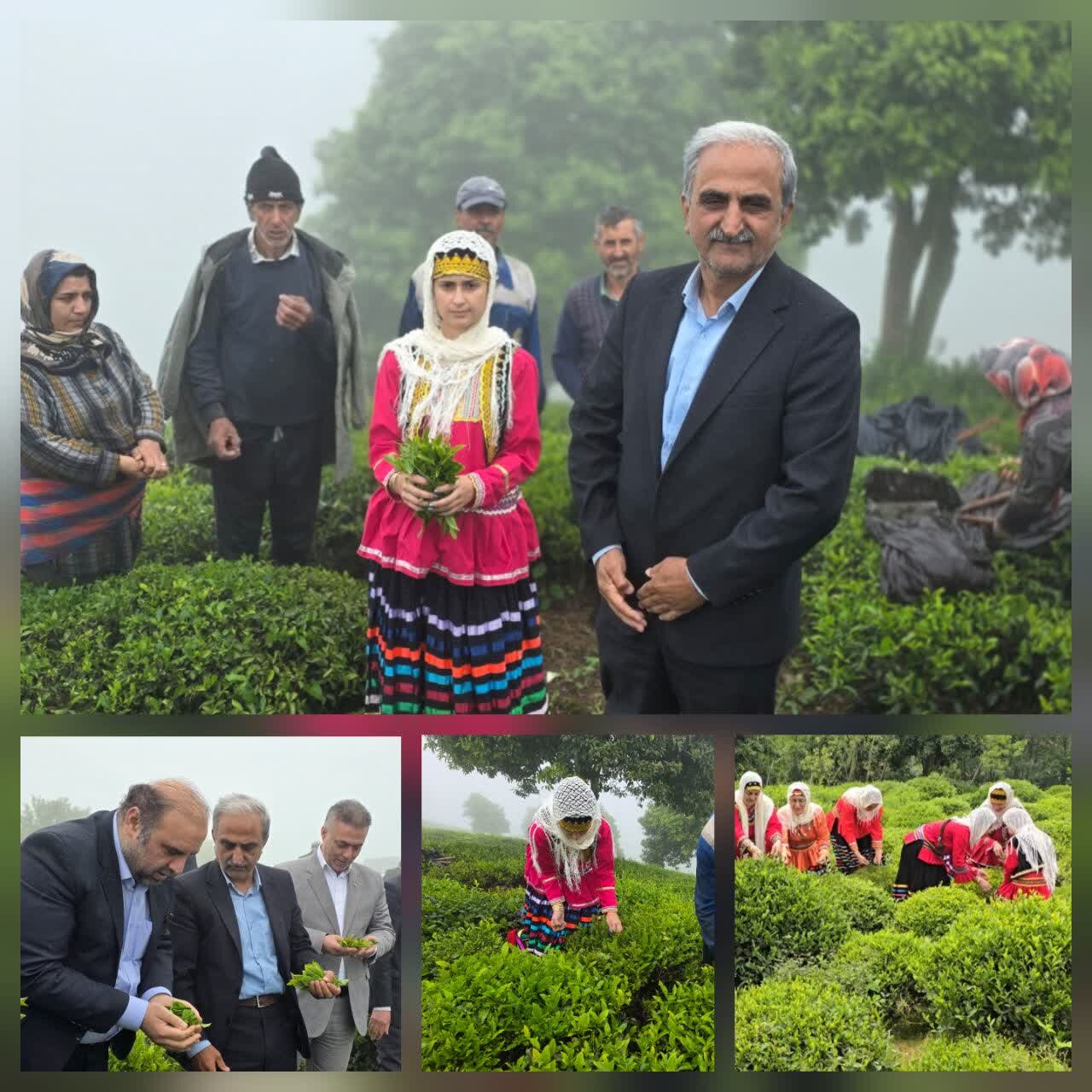 رئیس سازمان چای کشور اعلام کرد:خرید ۴ هزار تُن برگ سبز چای از بهره‌برداران شمال کشور