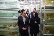 رفع موانع صادرات، کلید توسعه واحدهای تولیدی است
