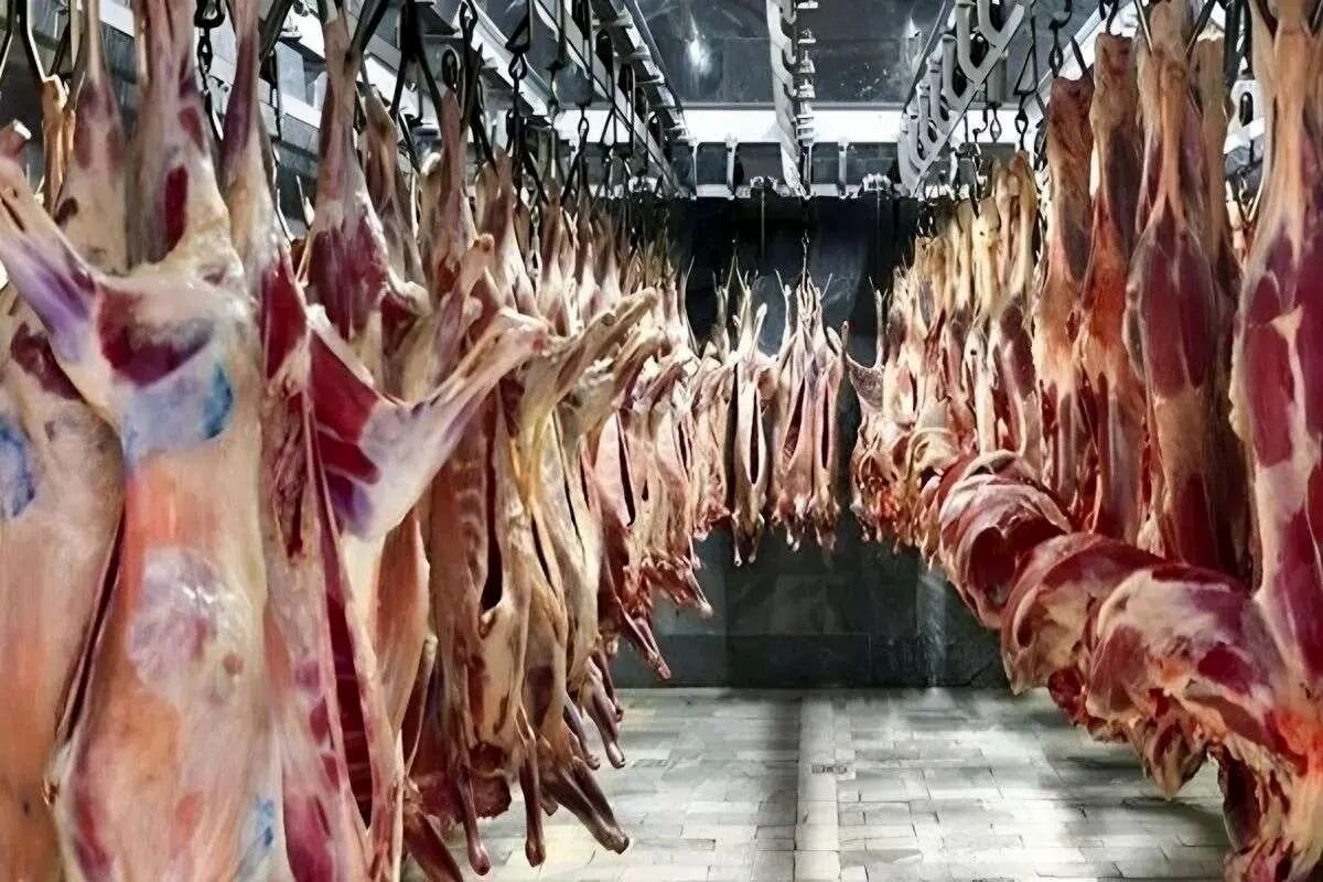 قیمت تازه گوشت قرمز در تاریخ ۲ مرداد ۱۴۰۵ اعلام شد؛ نرخ ران گوساله و گوسفند به تومان اعلام گردید + جدول نرخها قیمت تازه گوشت قرمز در تاریخ ۲ مرداد ۱۴۰۵ اعلام شد؛ نرخ ران گوساله و گوسفند به تومان اعلام گردید + جدول نرخها