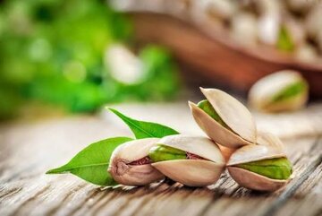 ۴۲۵ تن برداشت پسته در زنجان ۴۲۵ تن برداشت پسته در زنجان