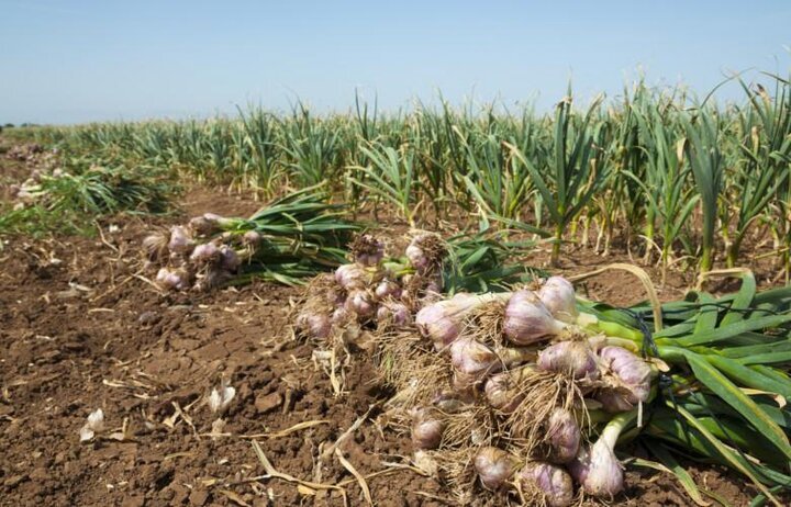 سازمان تعاونی روستایی برای خرید تضمینی سیر شهداد ورود کند