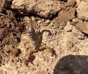 کشف گونه عقرب حفار در دشت اله‌آباد آبیک