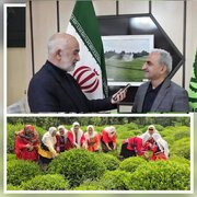 رئیس سازمان چای کشور:عبور خرید برگ سبز چای از مرز 26 هزار تن