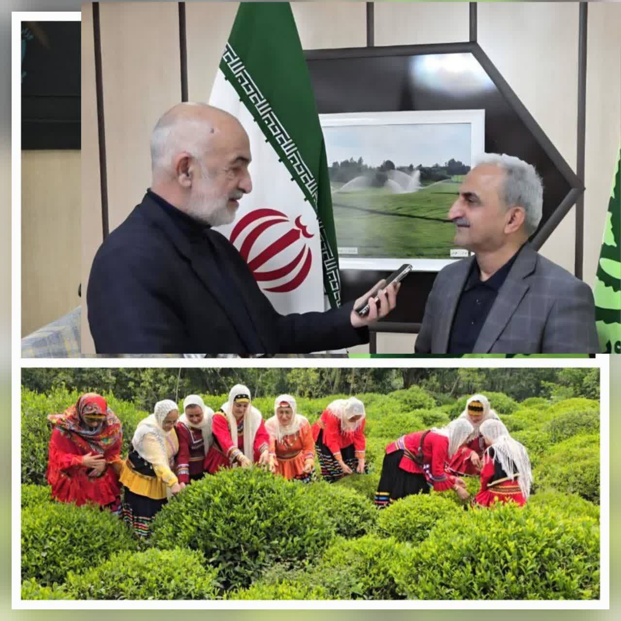 رئیس سازمان چای کشور: