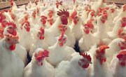 اصلاح نژاد مرغ بومی در فارس    