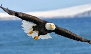 بازگشت عقاب طلایی به آغوش طبیعت