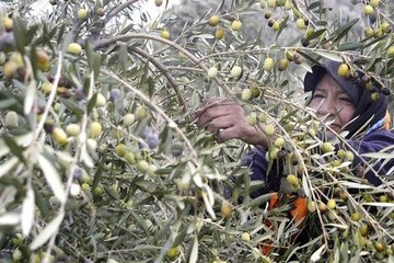 زنجان همچنان قطب بی‌چالش زیتون در ایران ماند