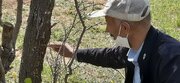 خشکیدگی بلوط‌ها در پیرجد خرم‌آباد زنگ خطر برای اکوسیستم زاگرس  
