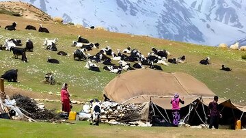 تولید ۲هزار تن گوشت قرمز توسط عشایر قزوین