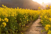 ۱۵ مرکز تعاون روستایی، کلزای کشاورزان مازنی را می خرند+ فیلم