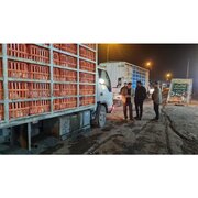 نظارت میدانی دامپزشکی بر اجرای ممنوعیت خروج مرغ زنده از مازندران