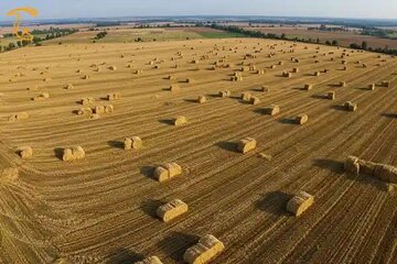 پیش‌بینی تولید چهار هزار تن کاه و کلش درشهرستان گراش 