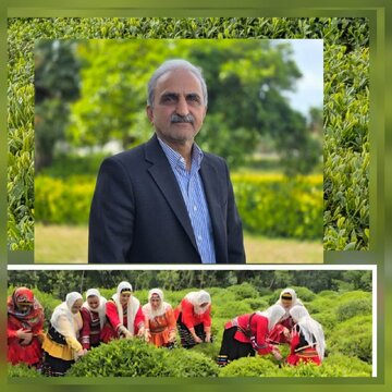 رئیس سازمان چای کشور : میزان مصرف چای برای هر خانوار در طول یک سال به‌طور متوسط حدود یک کیلوگرم است