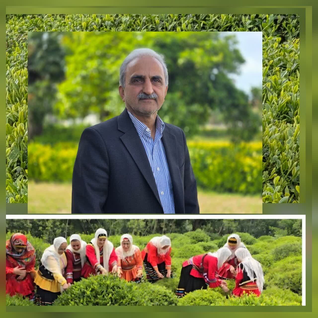 رئیس سازمان چای کشور گفت: میزان مصرف چای برای هر خانوار در طول یک سال به‌طور متوسط حدود یک کیلوگرم است