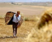 خبر مهم برای گندمکاران درباره قیمت جدید گندم/ زمان پرداخت پول گندمکاران اعلام شد