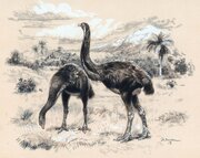 بازگشت پرنده غول‌پیکر منقرض‌شده به زندگی