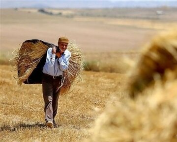 خبر مهم وزیر کشاورزی درباره پرداخت مطالبات گندمکاران خبر مهم وزیر کشاورزی درباره پرداخت مطالبات گندمکاران