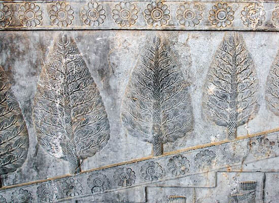 سرو کهنسال قم که تکه تکه شد!