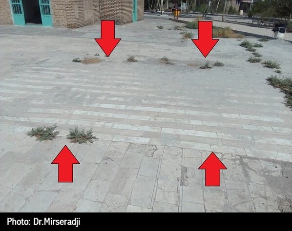 سرو کهنسال قم که تکه تکه شد!