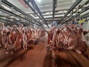 قیمت دام‌زنده در روز عید قربان/ چرا گوشت بالاتر اژ قیمت واقعی به فروش می‌رود؟