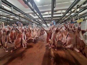قیمت دام‌زنده در روز عید قربان/ چرا گوشت بالاتر اژ قیمت واقعی به فروش می‌رود؟