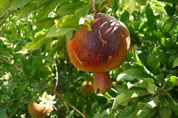 تا حالا از این زاویه به نعمتهای اطرافمان نگاه کردیم؟ تا حالا از این زاویه به نعمتهای اطرافمان نگاه کردیم؟